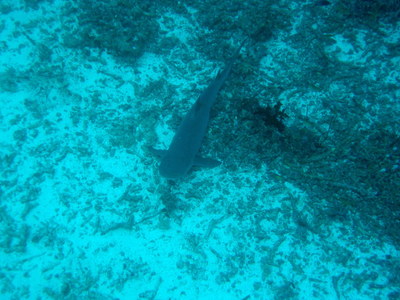 IMG2930-shark1-small.jpg