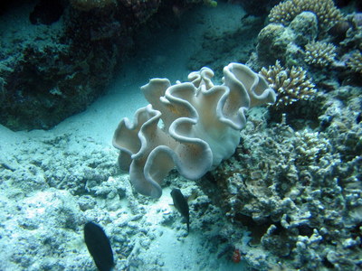 IMG2719-corals-small.jpg