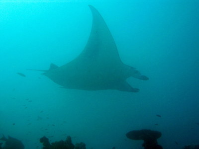 IMG2777-manta1-small.jpg