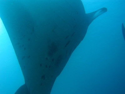 IMG2782-manta3-small.jpg