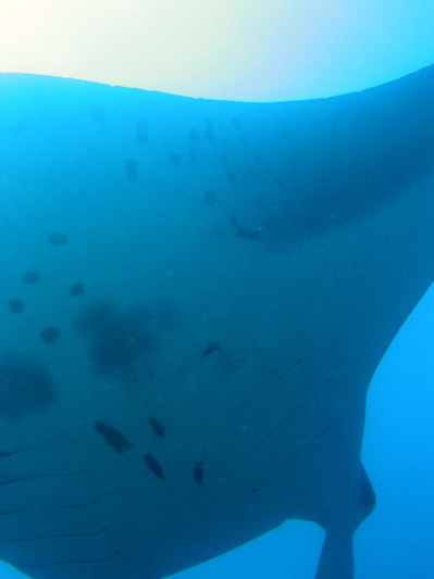 IMG2784-manta5-small.jpg