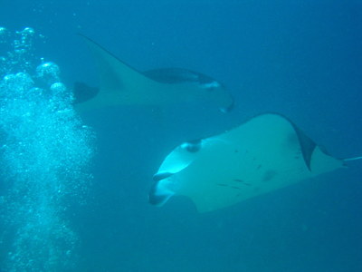 IMG2788-manta7-small.jpg