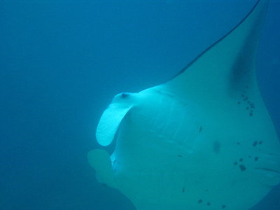 IMG2789-manta8-small.jpg