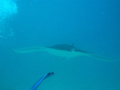 IMG2790-manta9-small.jpg