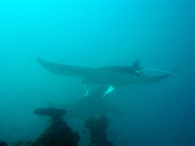 IMG2791-manta10-small.jpg