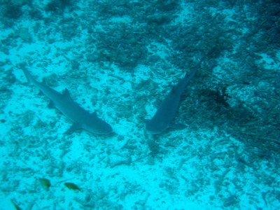 IMG2923-shark2-small.jpg