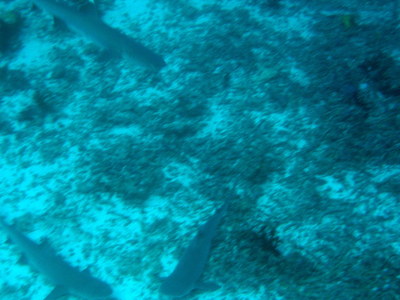 IMG2925-shark3-small.jpg