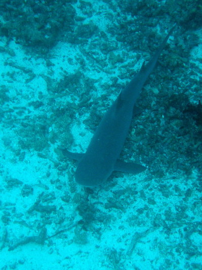 IMG2930-shark4-small.jpg